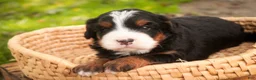 Bernedoodle dogs for sale: Sumit Miniature Bernedoodle  - Ad 4