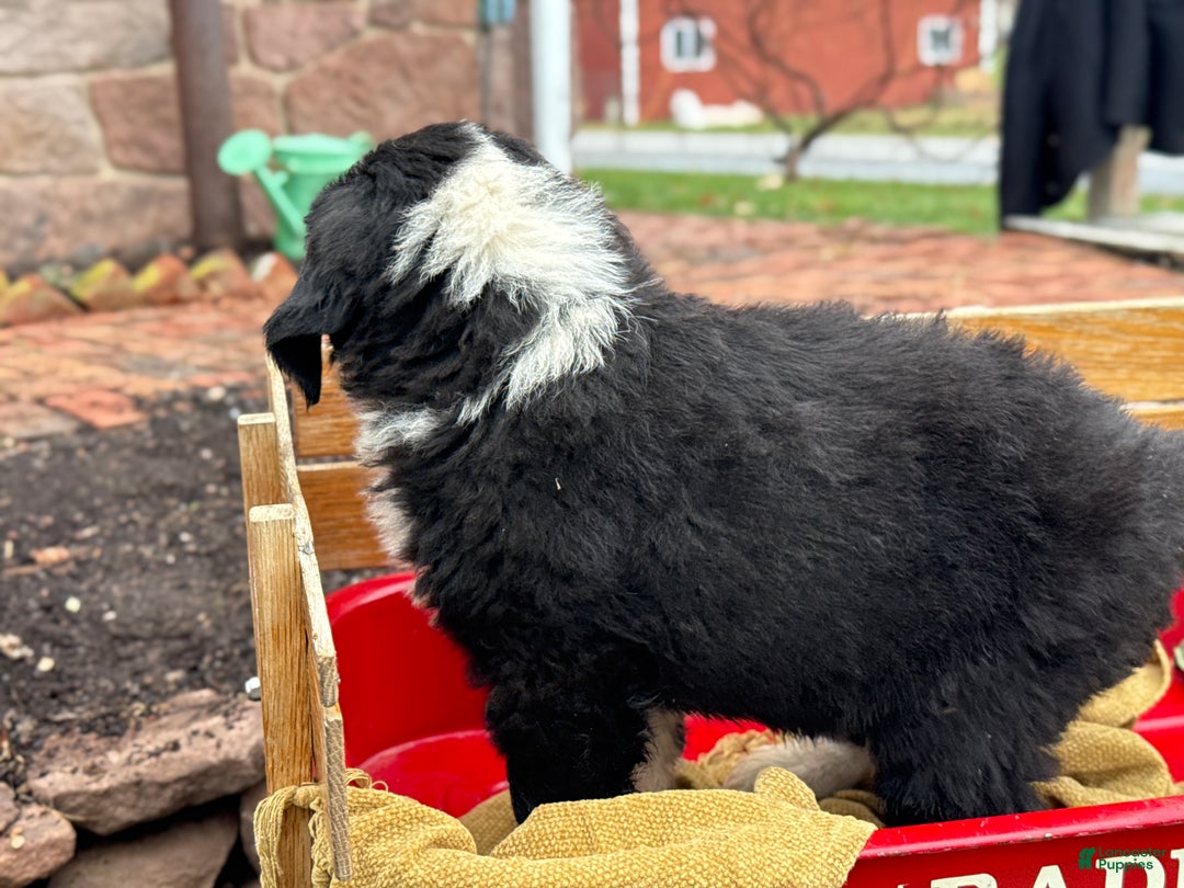 Mixed Breed dogs for sale: Waffle - Ad 9