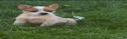 Australian Cattle Dog dogs for sale: Simon Jr. - Ad 2