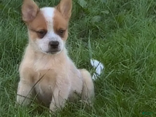Australian Cattle Dog dogs for sale: Simon Jr. - Ad 2