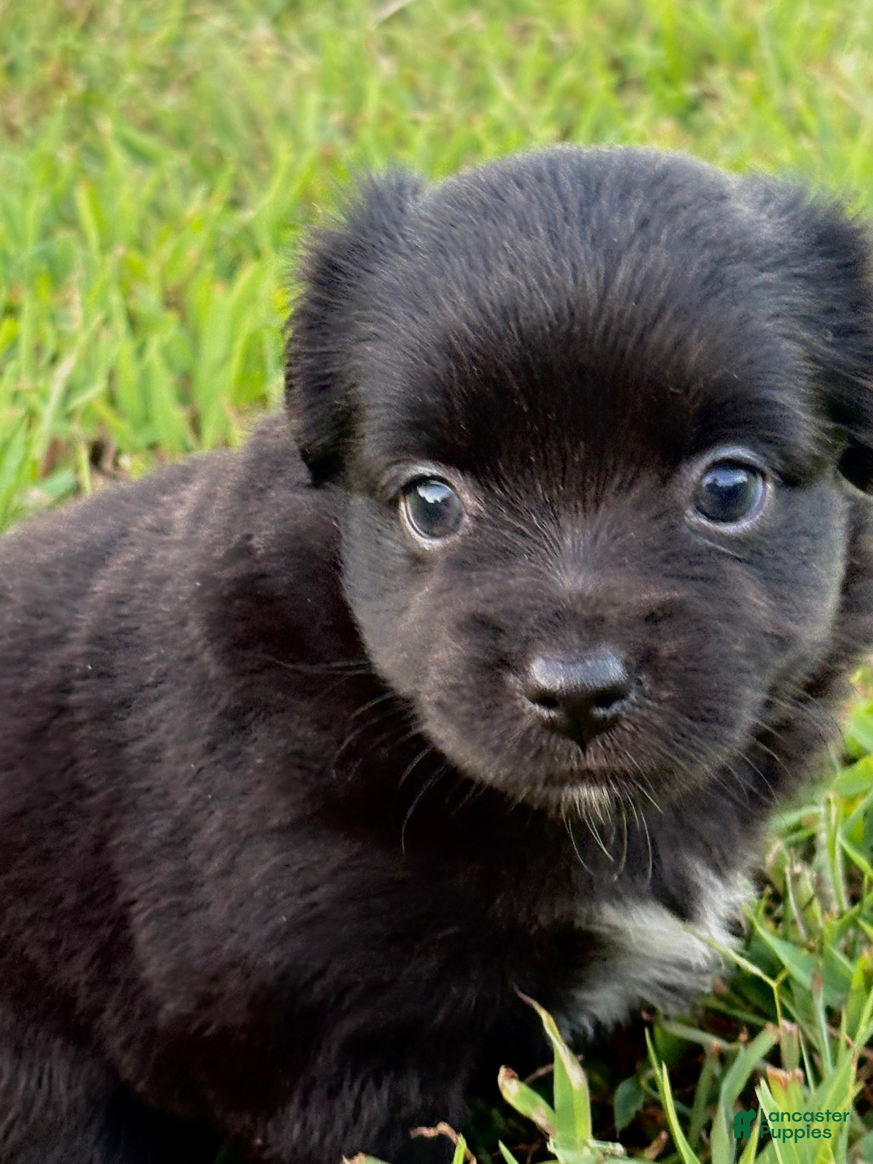 Toy Australian Shepherd dogs for sale: Wendy - Ad 2