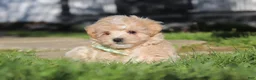 Maltipoo dogs for sale: Lane - Ad 7