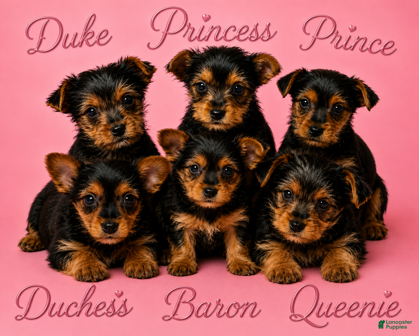 Yorkshire Terrier dogs Duchess - Ad 2