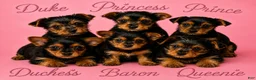 Yorkshire Terrier dogs for sale: Duchess - Ad 2