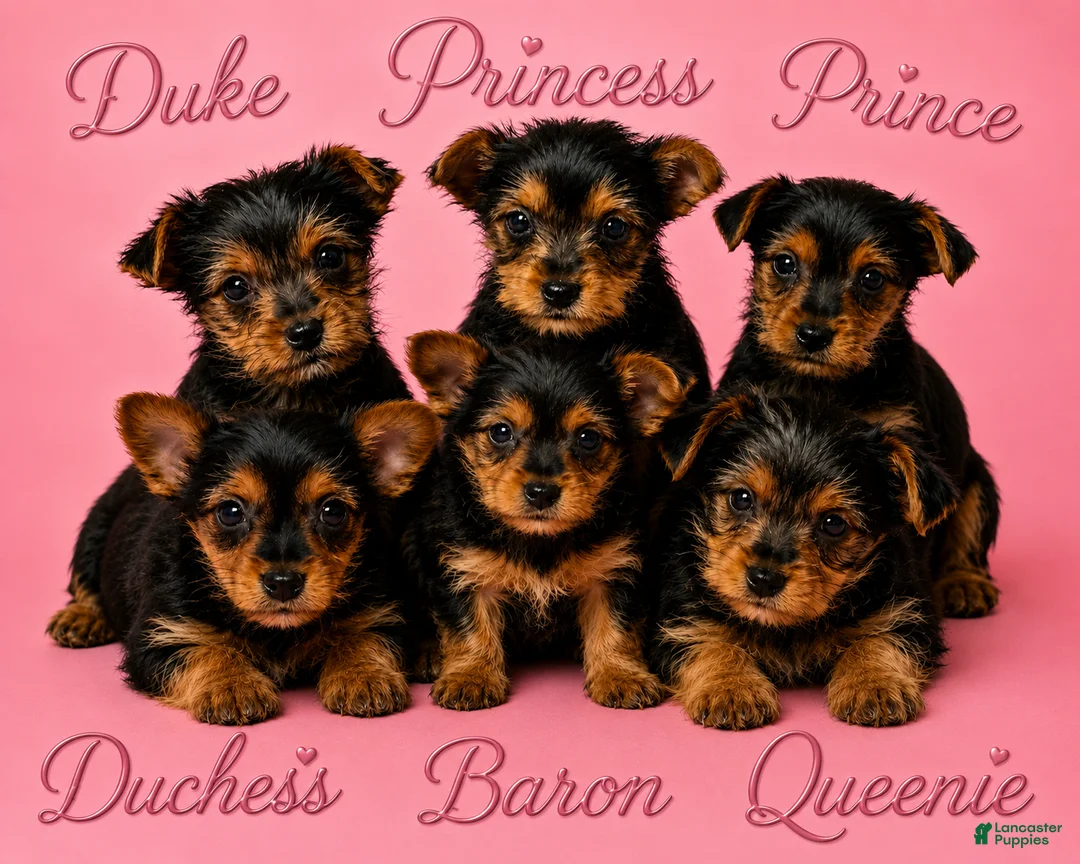 Yorkshire Terrier dogs for sale: Duchess - Ad 2
