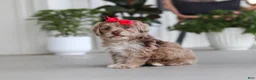 Havapoo dogs for sale: Claire - Ad 4