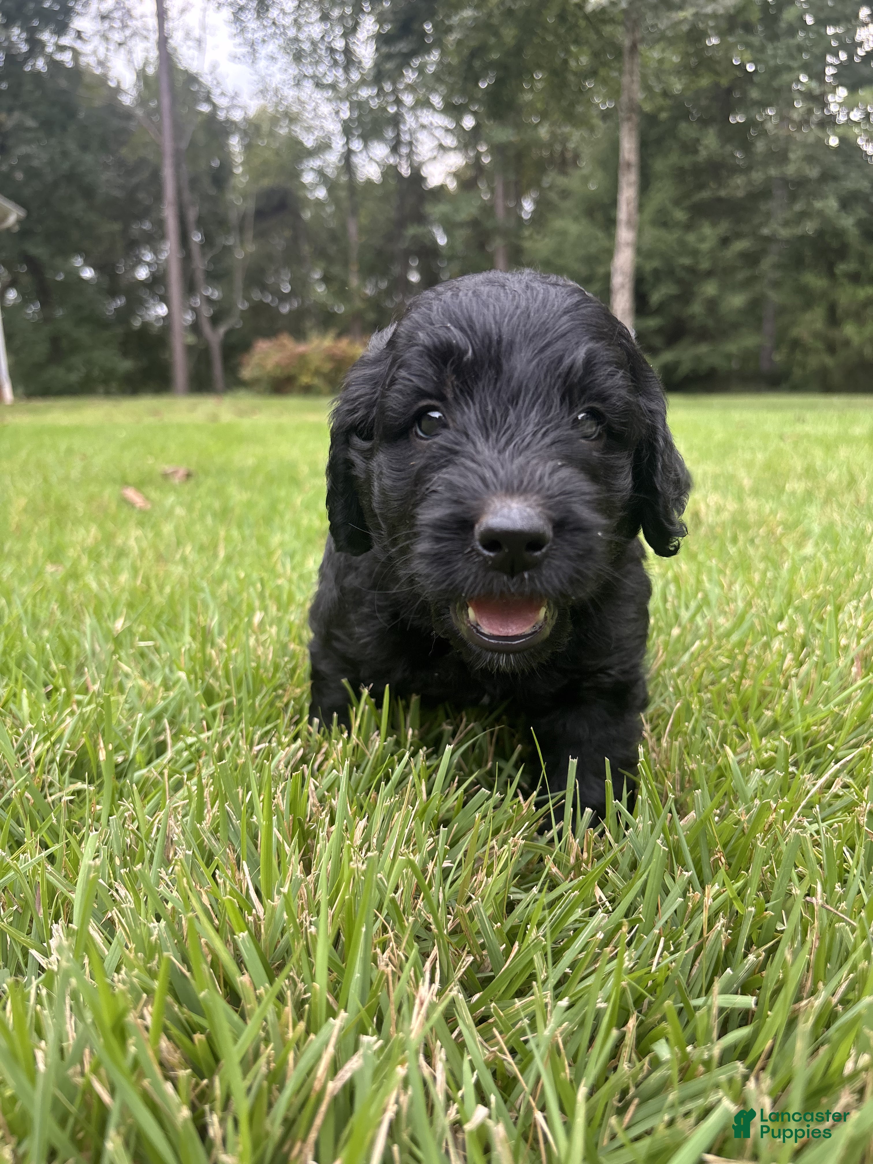 Goldendoodle dogs Coal - Ad 2