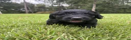 Goldendoodle dogs for sale: Coal - Ad 1