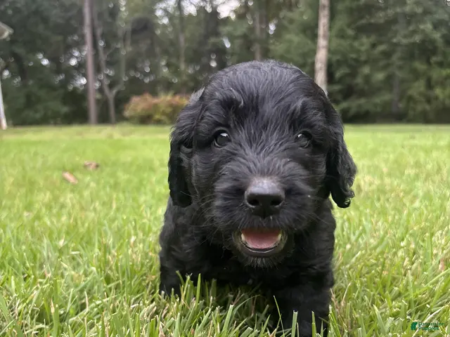 Goldendoodle dogs Coal - Ad 1