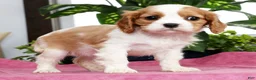 Cavalier King Charles Spaniel dogs for sale: Shelly - Ad 5