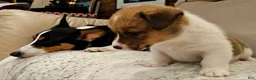 Mixed Breed dogs for sale: Orpheus - Ad 39