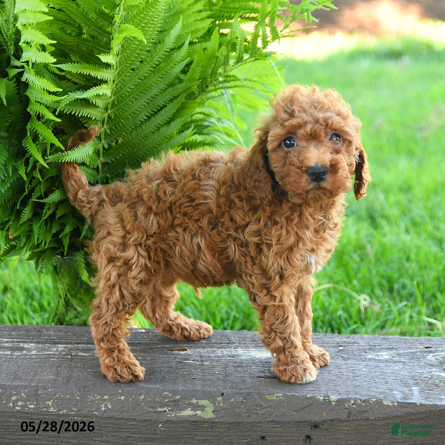 Miniature Poodle dogs Tobias - Ad 2