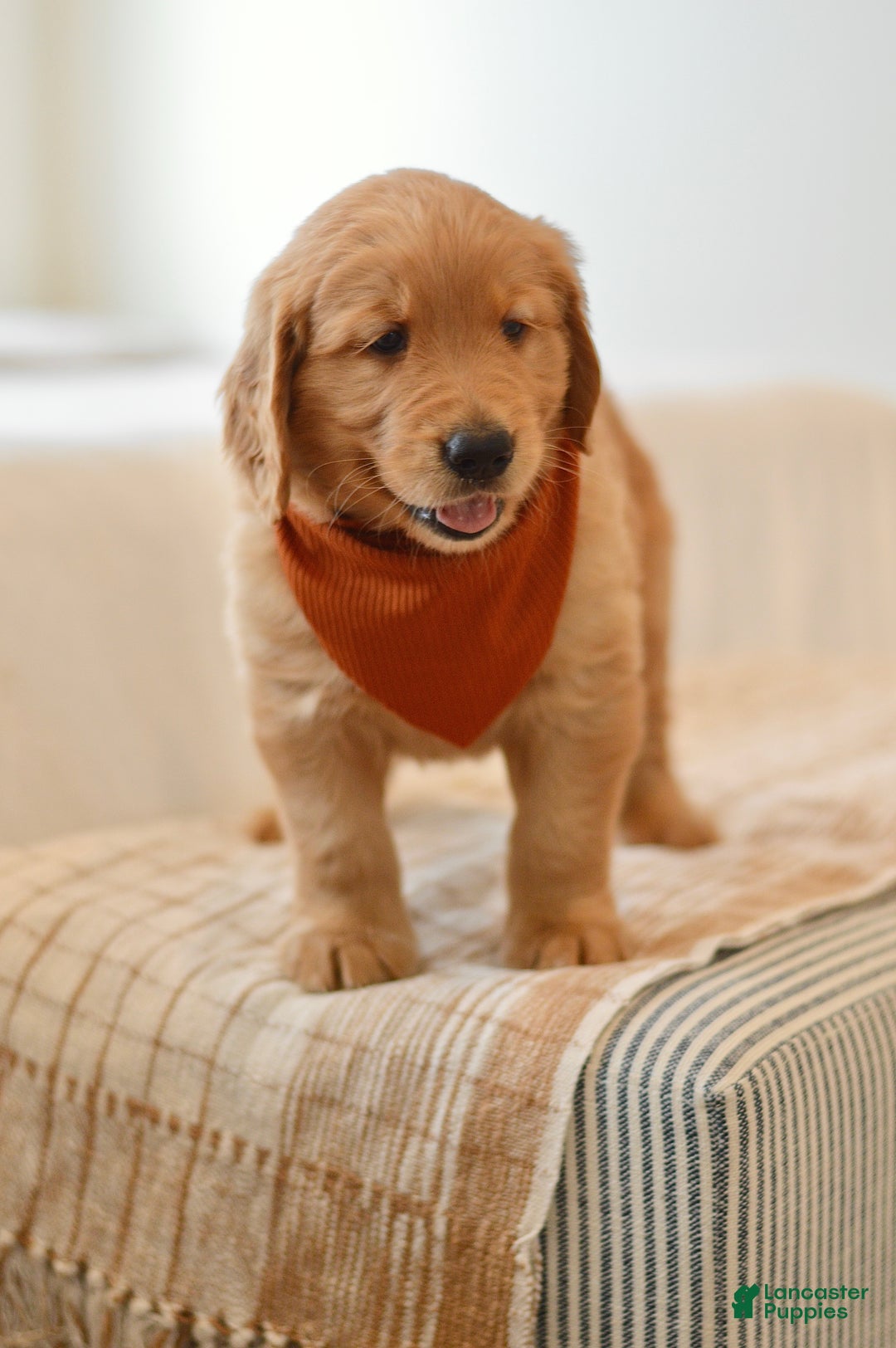 Golden Retriever dogs for sale: Curly - Ad 3