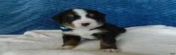 Bernese Mountain Dog dogs for sale: Boone - Ad 4