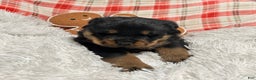 Rottweiler dogs for sale: Marshall - Ad 7