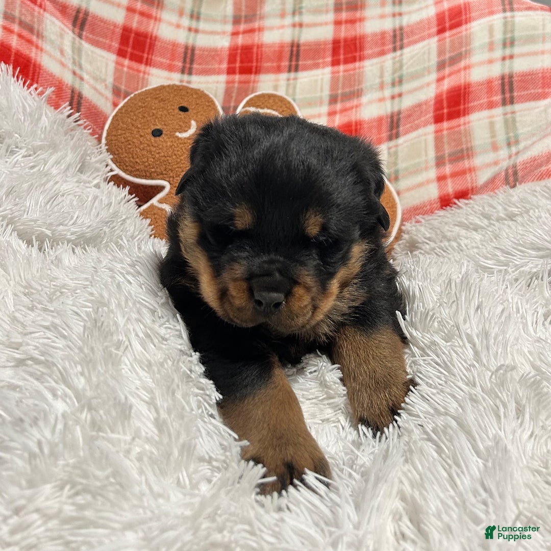 Rottweiler dogs for sale: Marshall - Ad 7