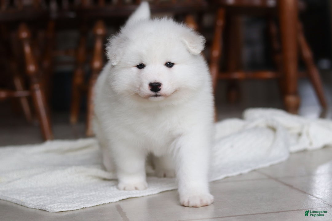Samoyed dogs for sale: Rocky - Ad 12