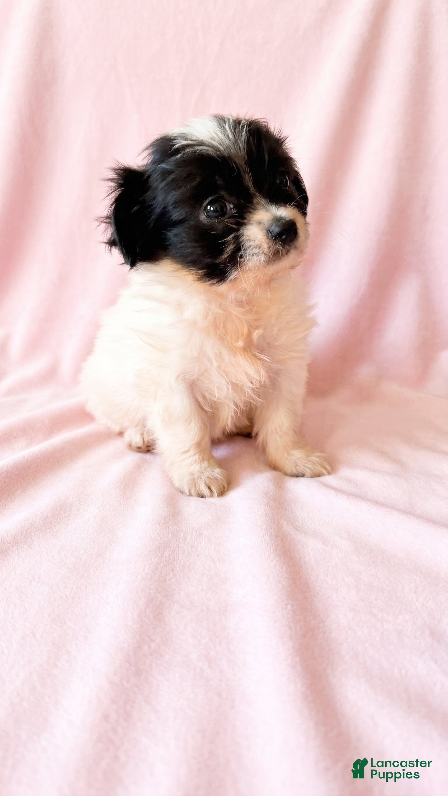 Mixed Breed dogs for sale: Winnie - Ad 2