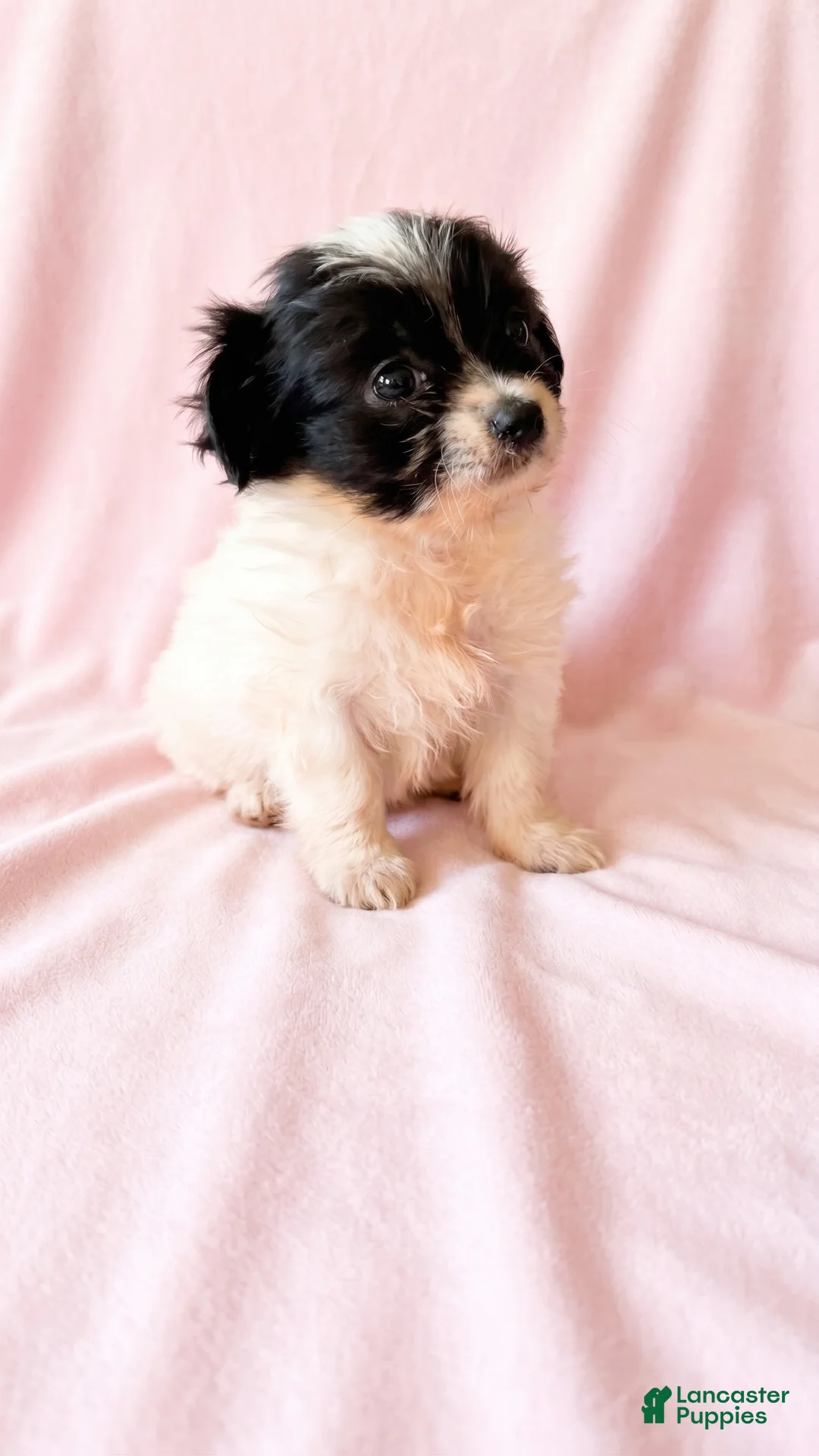 Mixed Breed dogs for sale: Winnie - Ad 2