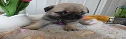 Pug dogs for sale: Pug Puppy 3 Lilac - Ad 4