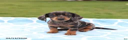 Miniature Dachshund dogs for sale: Luna  - Ad 5