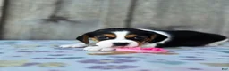 Beaglier dogs for sale: Lucy - Ad 2