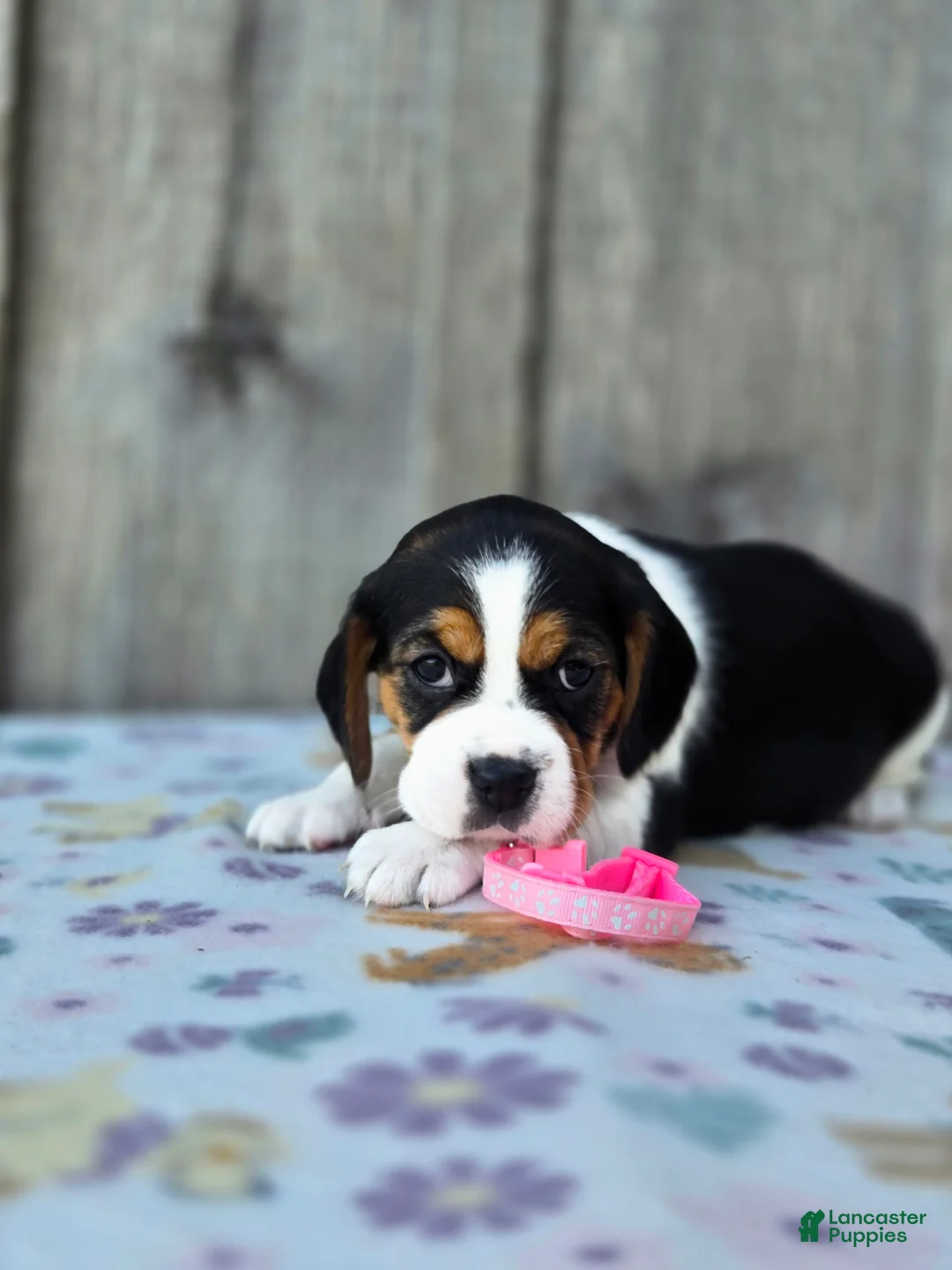 Beaglier dogs for sale: Lucy - Ad 2