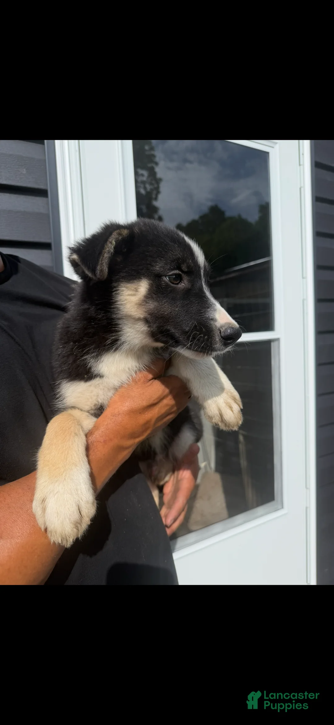 Gerberian Shepsky dogs for sale: Gerberian Shepsky 1 - Ad 2