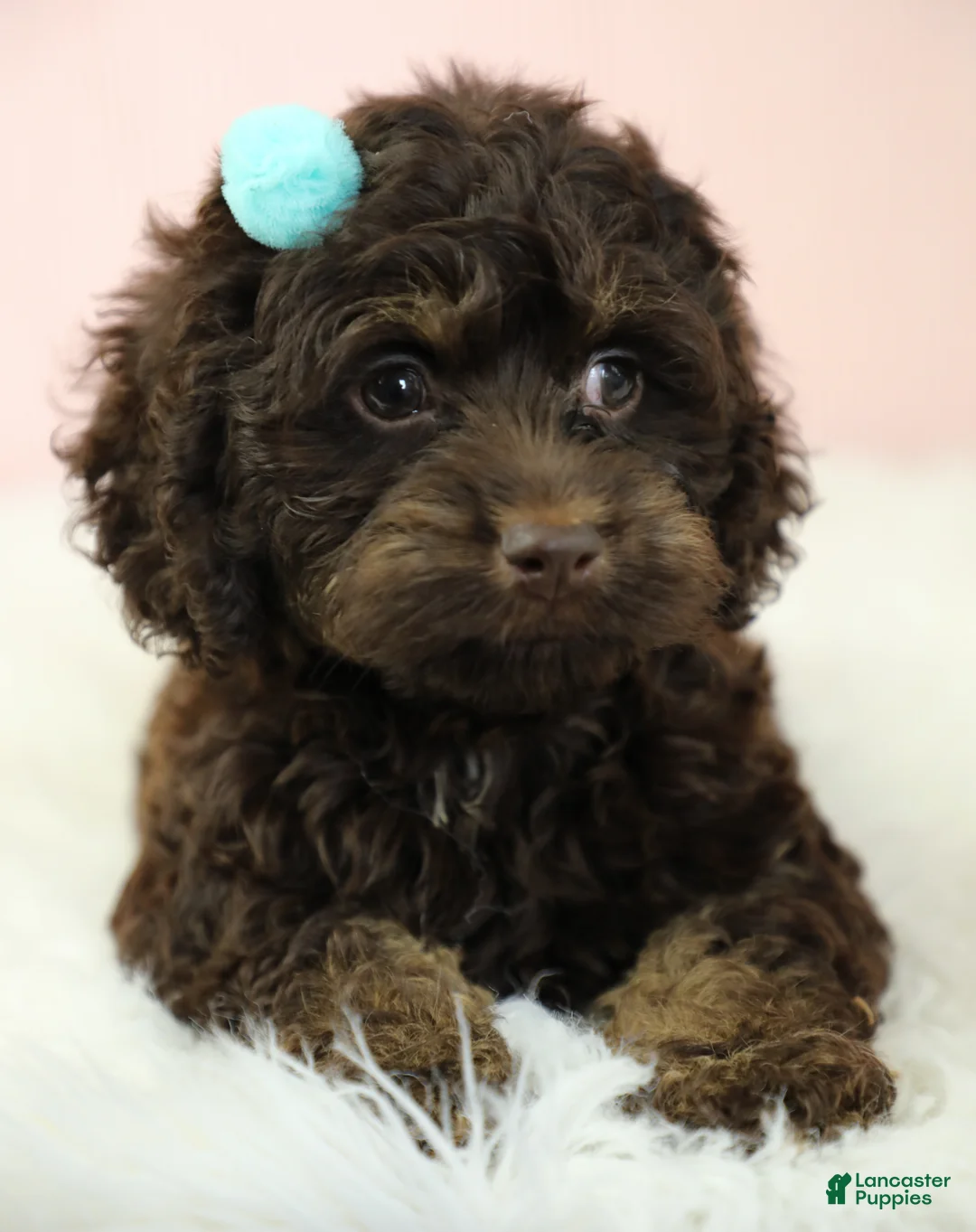Cockapoo dogs for sale: Selah 🌺 - Ad 1