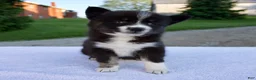 Pomsky dogs for sale: Molly - Ad 1