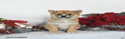 Shiba Inu dogs for sale: Ginger - Ad 2
