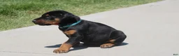 Doberman Pinscher dogs for sale: Jace - Ad 6