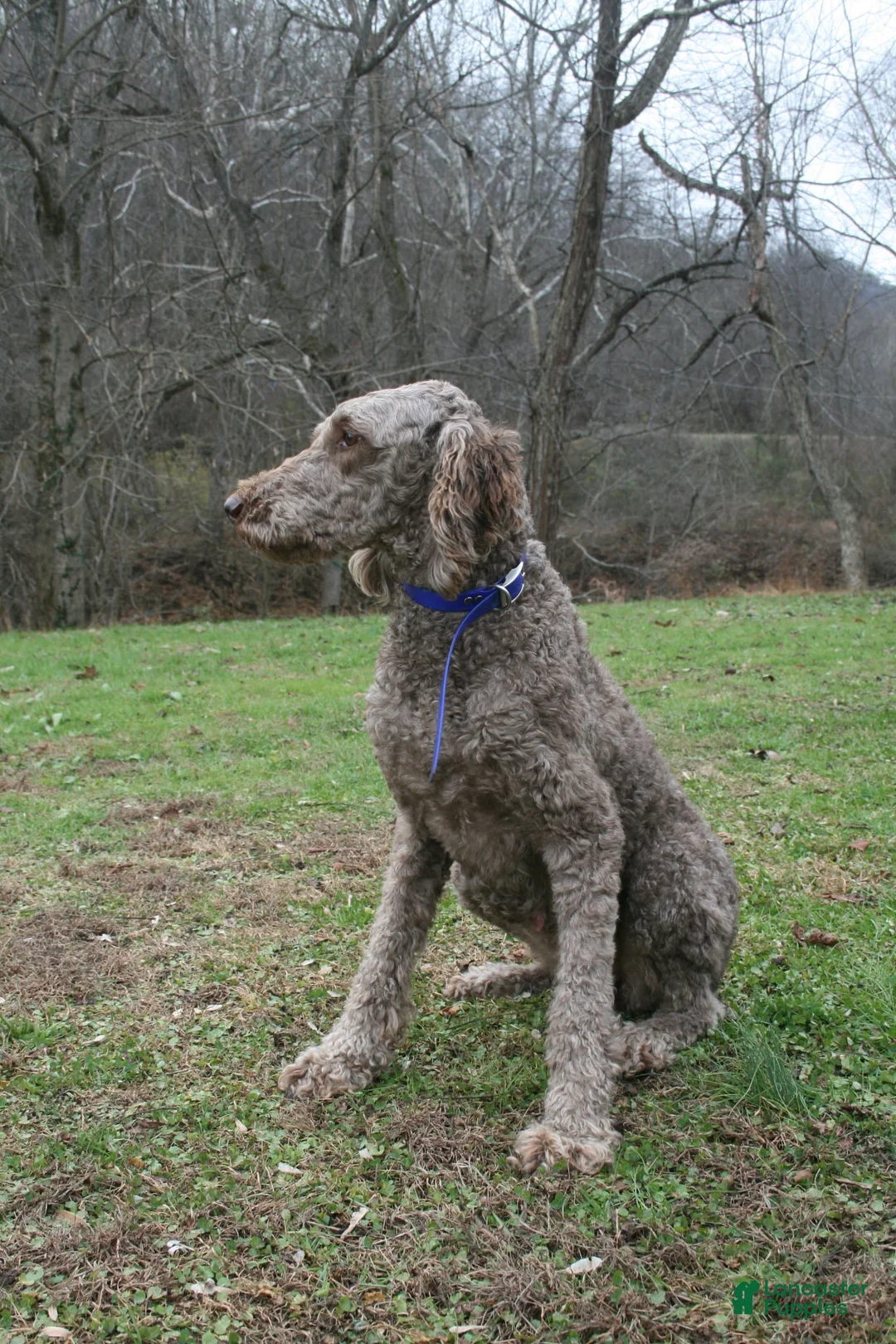 Standard Poodle dogs for sale: Standard Poodle Puppy 1 - Ad 5