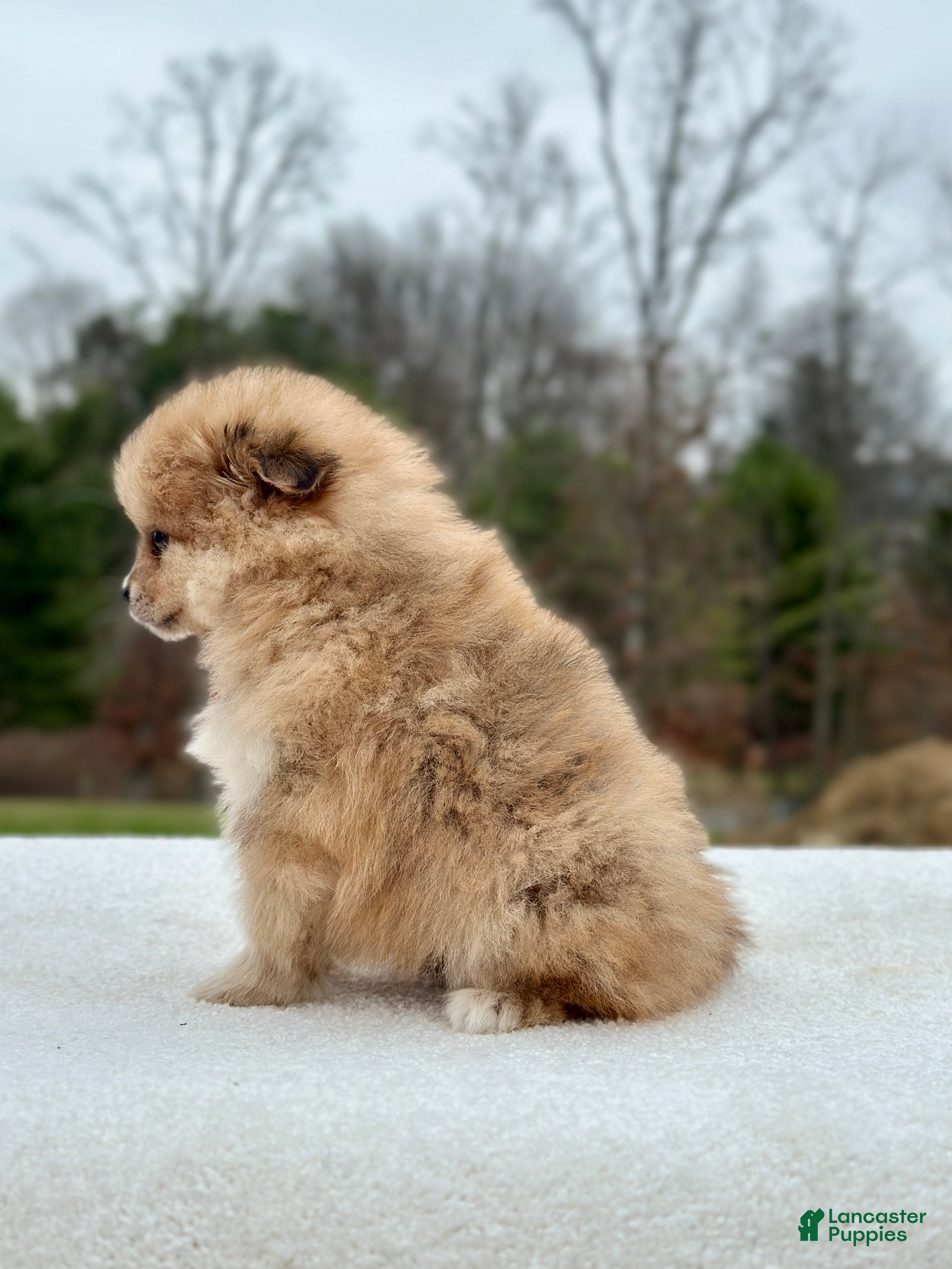 Pomeranian dogs Buddy - Ad 2