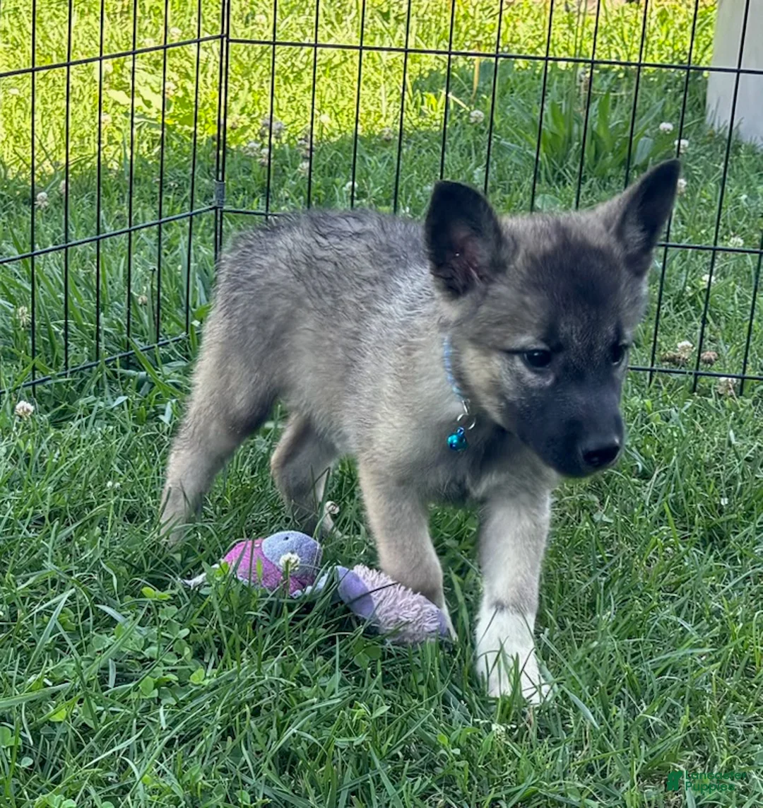 Norwegian Elkhound dogs for sale: Boy - Ad 1