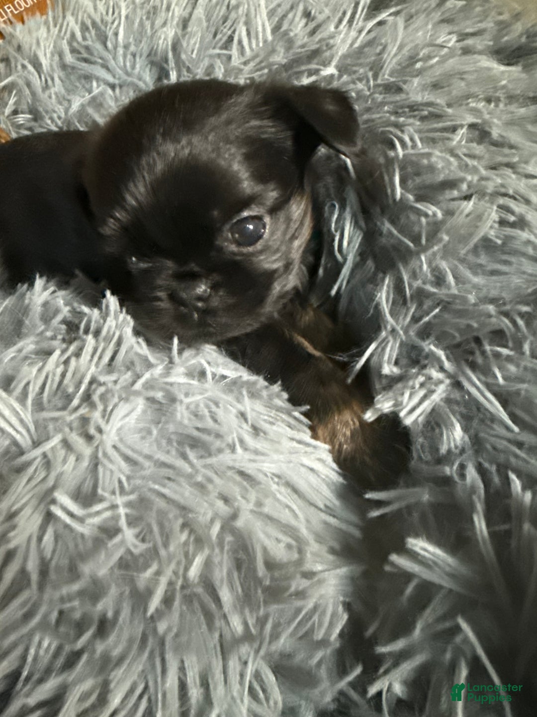 Brussels Griffon dogs for sale: Cassidy - Ad 6