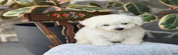 Bichon Frise dogs for sale: Jethro - Ad 12