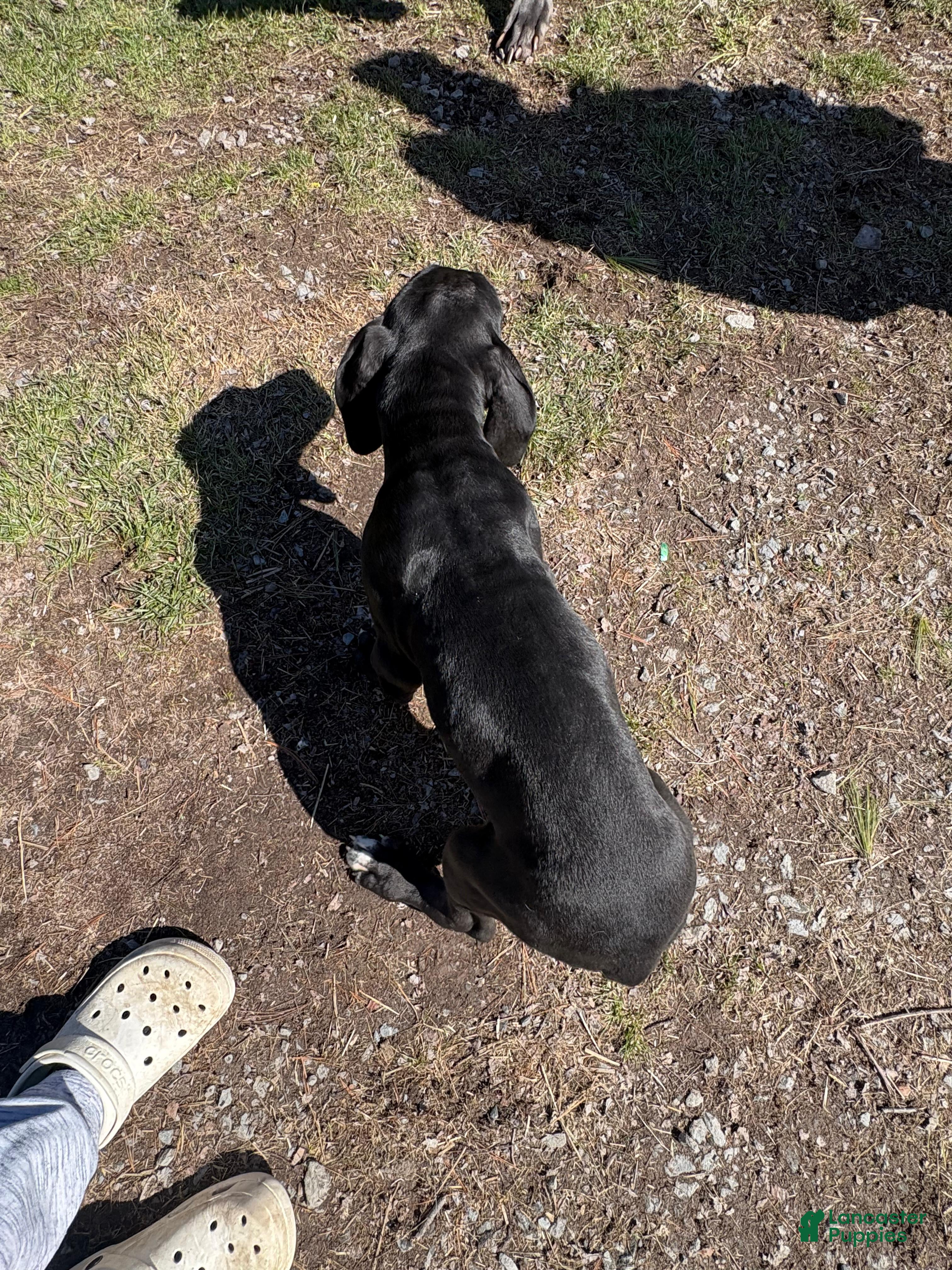 Great Dane dogs Great Dane Puppy 4 - Ad 1