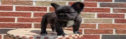 French Bulldog dogs for sale: Ezi - Ad 11