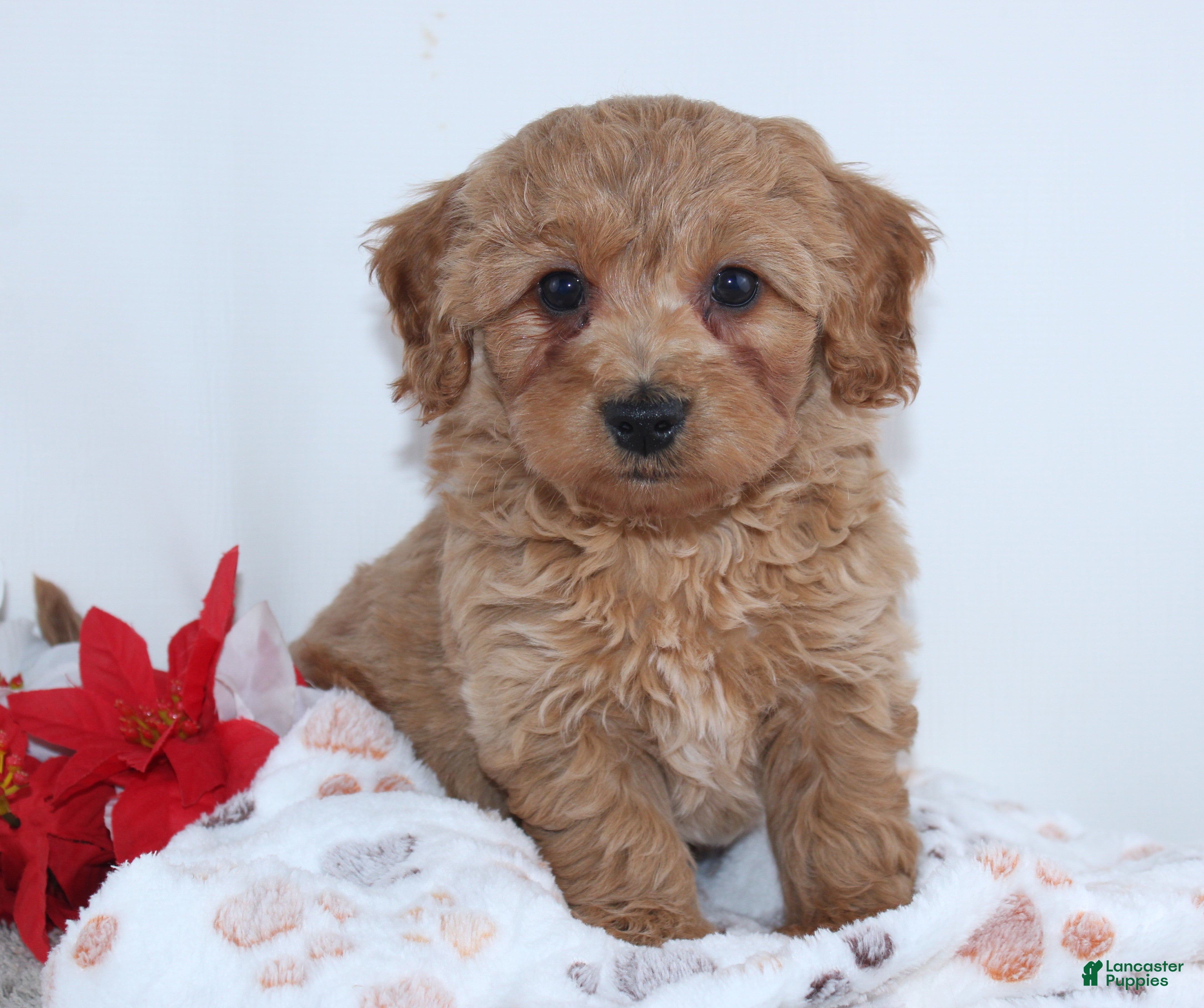 Mini Goldendoodle dogs Irvin - Ad 23