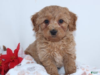 Mini Goldendoodle dogs Irvin - Ad 23