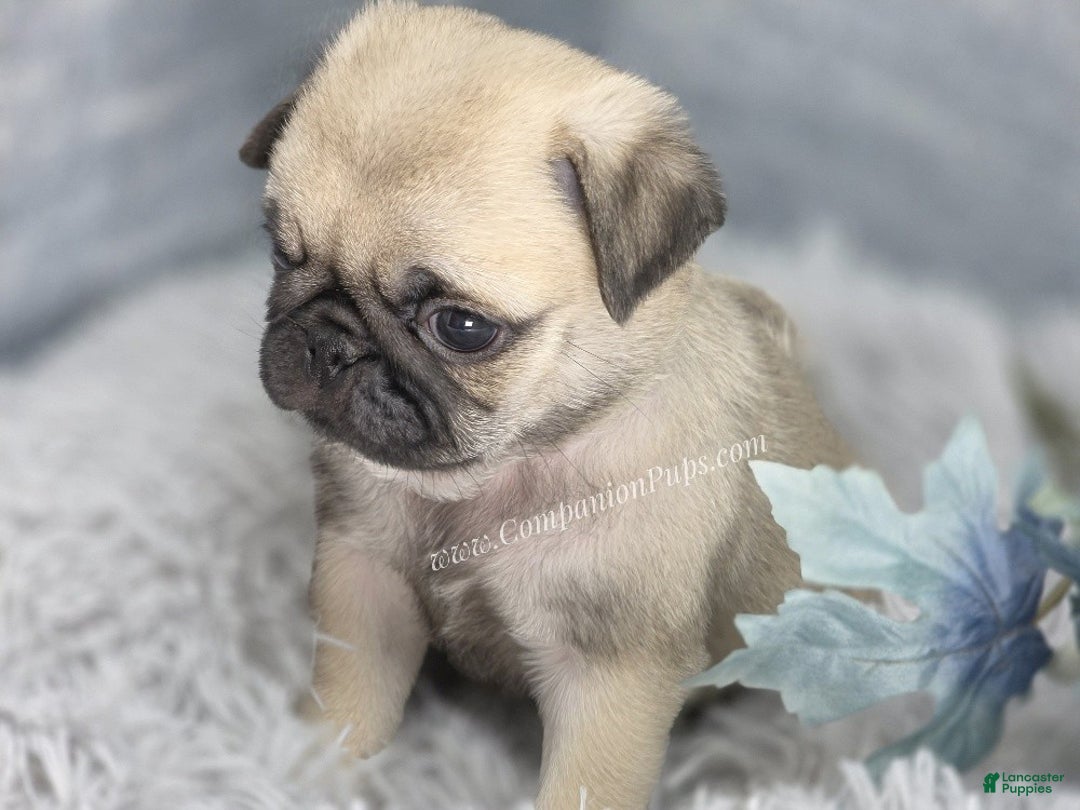 Pug dogs for sale: Green Collar - Fawn Male Pug Puppy - Ad 7