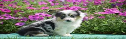 Welsh Corgi Pembroke dogs for sale: Jenna - Ad 4