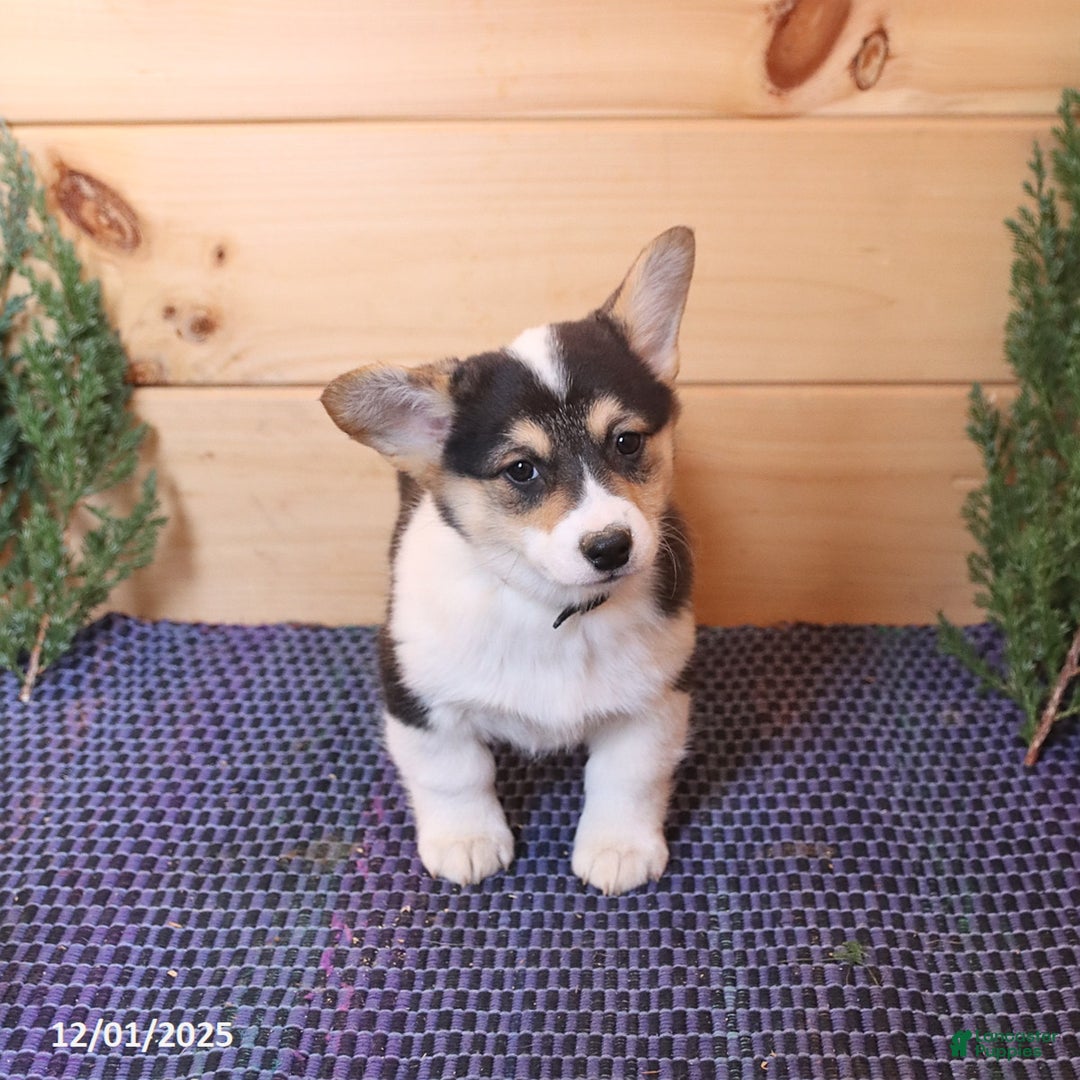 Welsh Corgi Pembroke dogs for sale: Sport - Ad 4