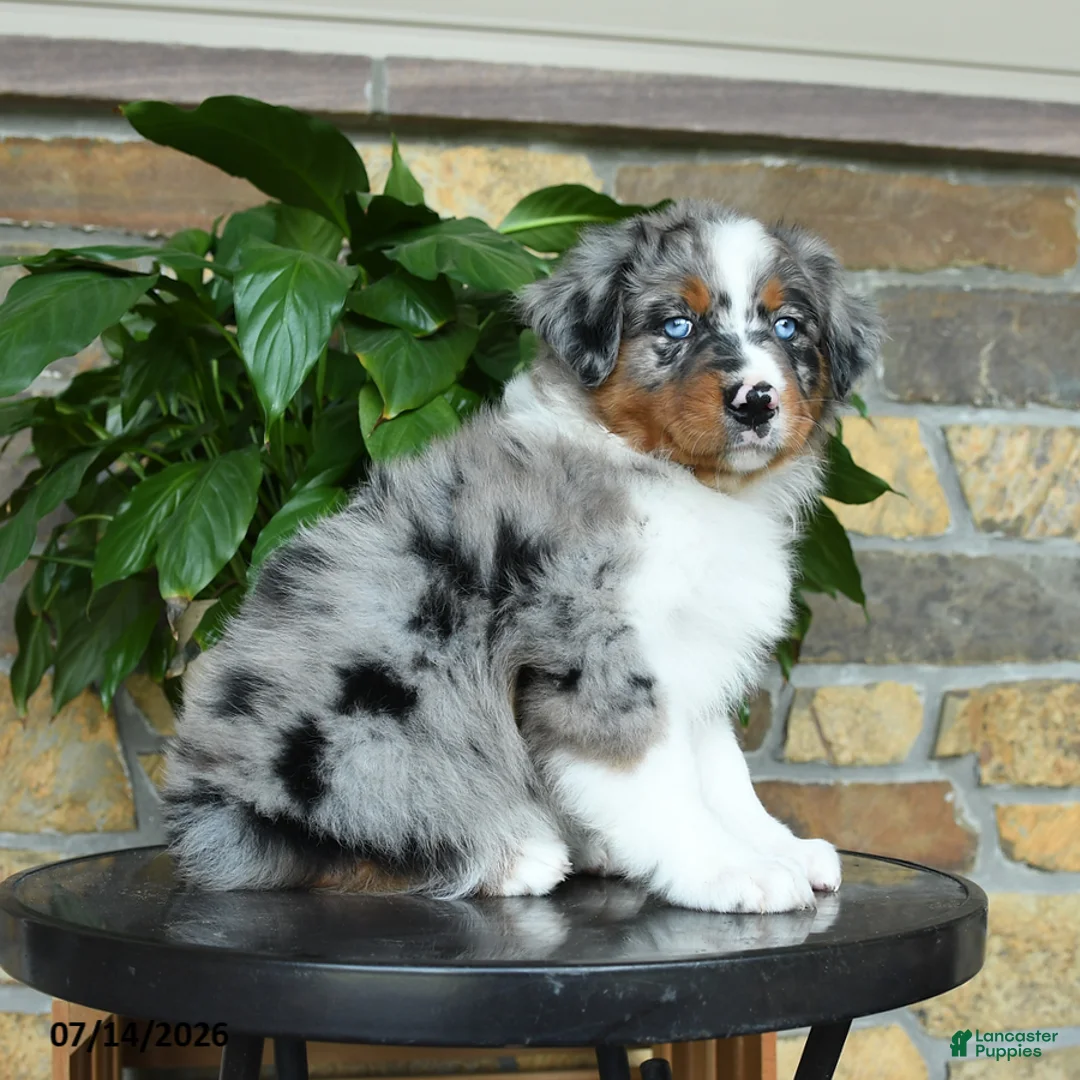Australian Shepherd dogs for sale: Melody - Ad 2