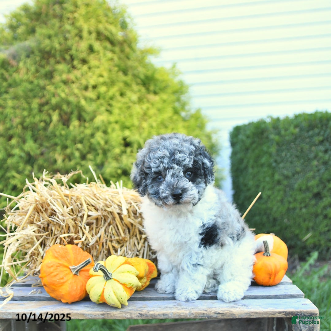 Havapoo dogs for sale: Princess EXTRA SMALL - Ad 9