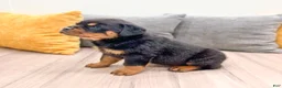 Rottweiler dogs for sale: Basil - Ad 3