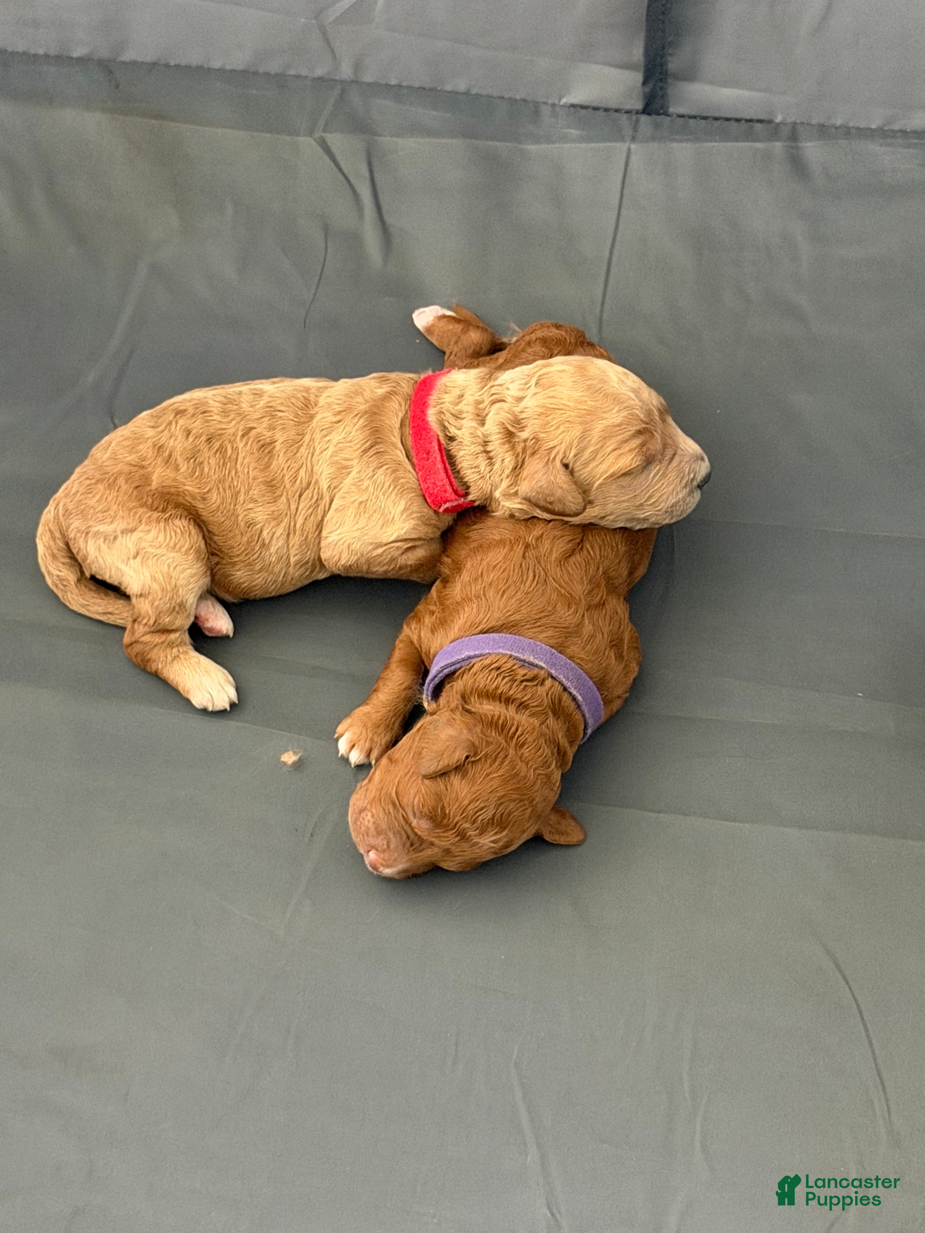 Goldendoodle dogs Winston - Ad 14