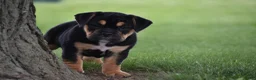 Beabull dogs for sale: Max - Ad 3