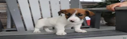 Jack Russell Terrier dogs for sale: Rosie - Ad 3